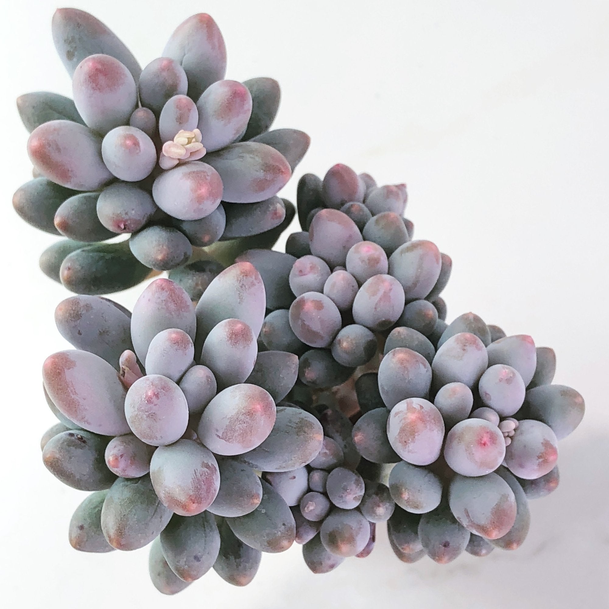 Pachyphytum 'Machucae' Baby fingers