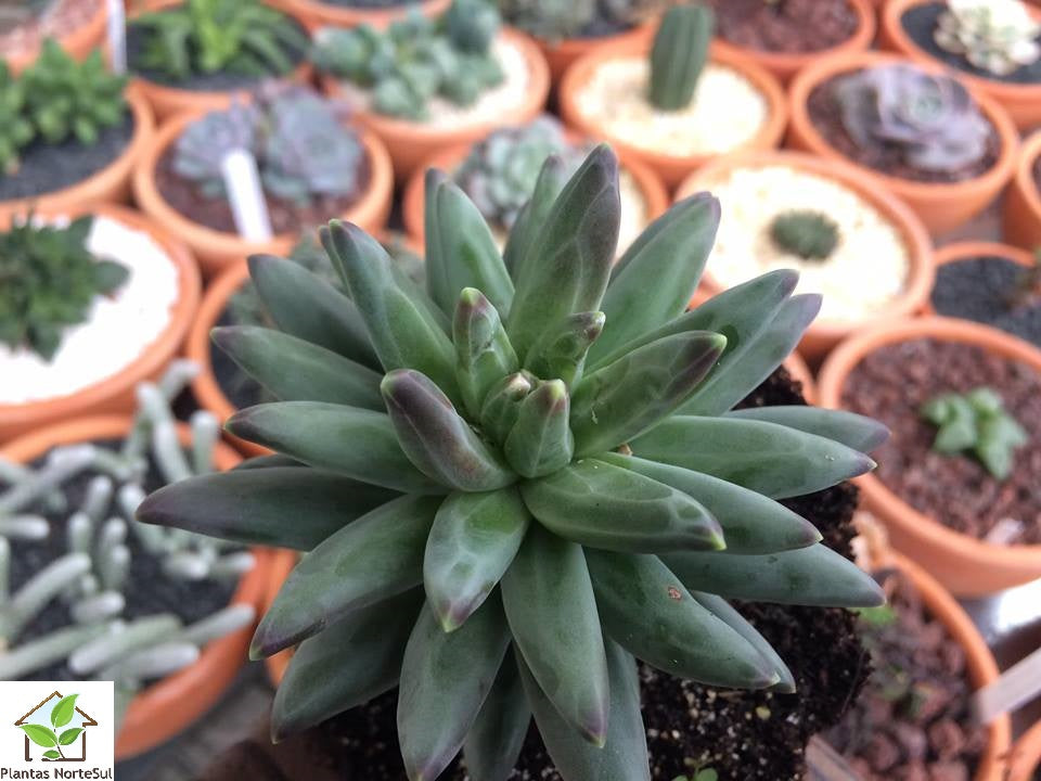 Pachyphytum compactum "Red Tips"