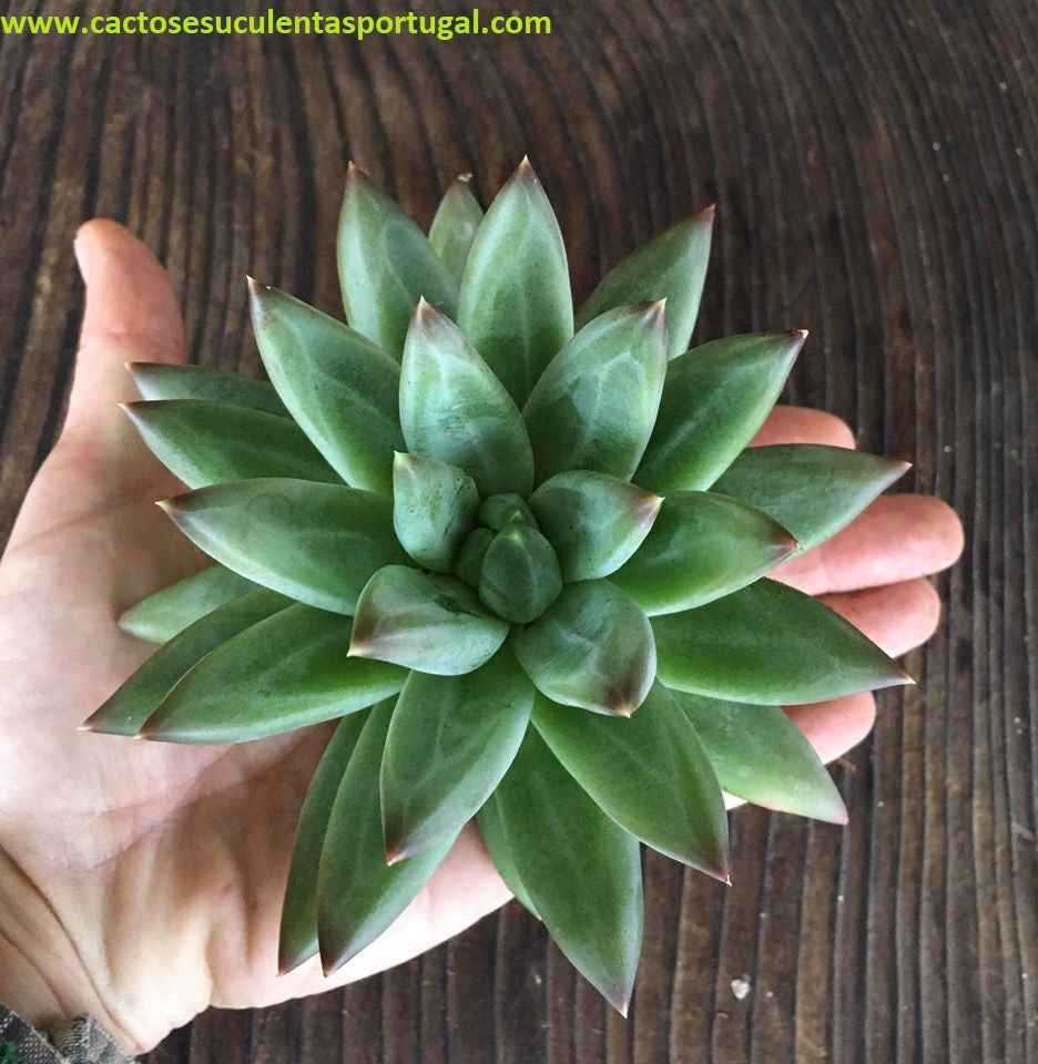 Pachyphytum compactum x colorata