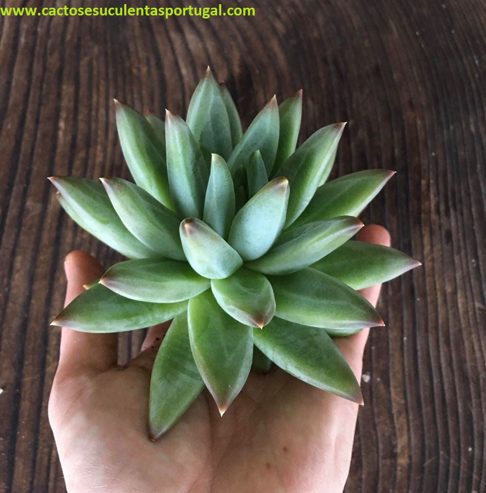 Pachyphytum compactum x colorata