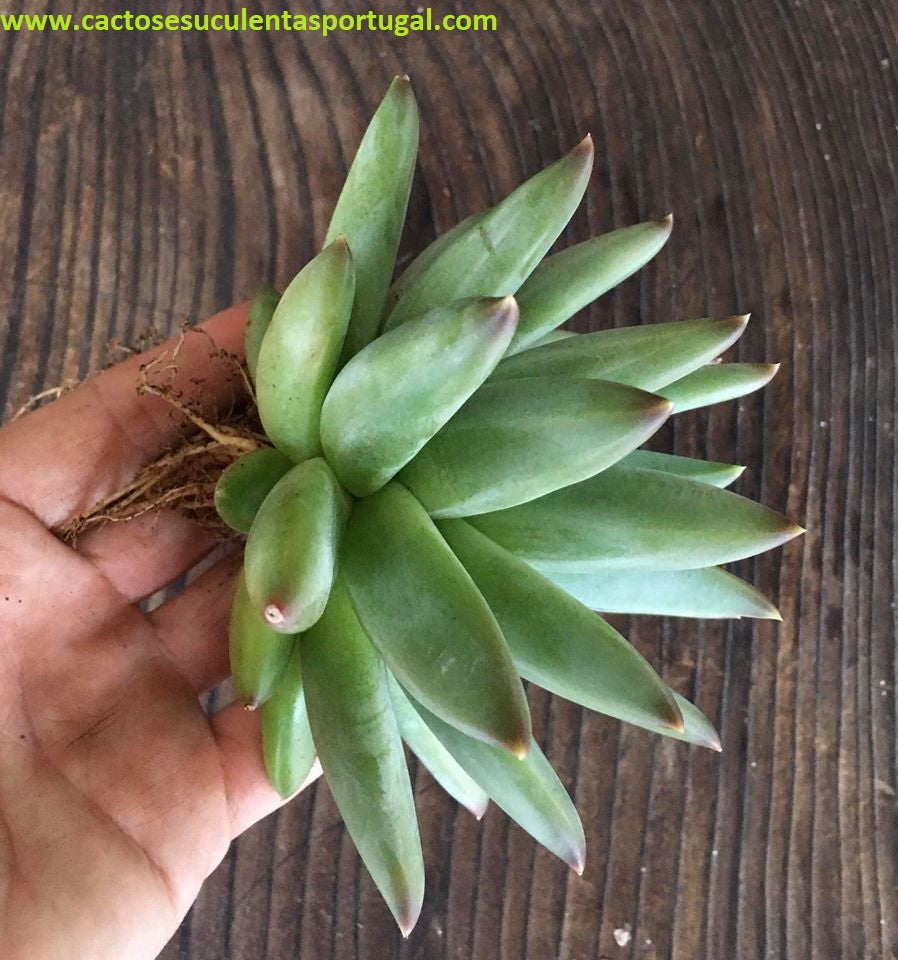 Pachyphytum compactum x colorata
