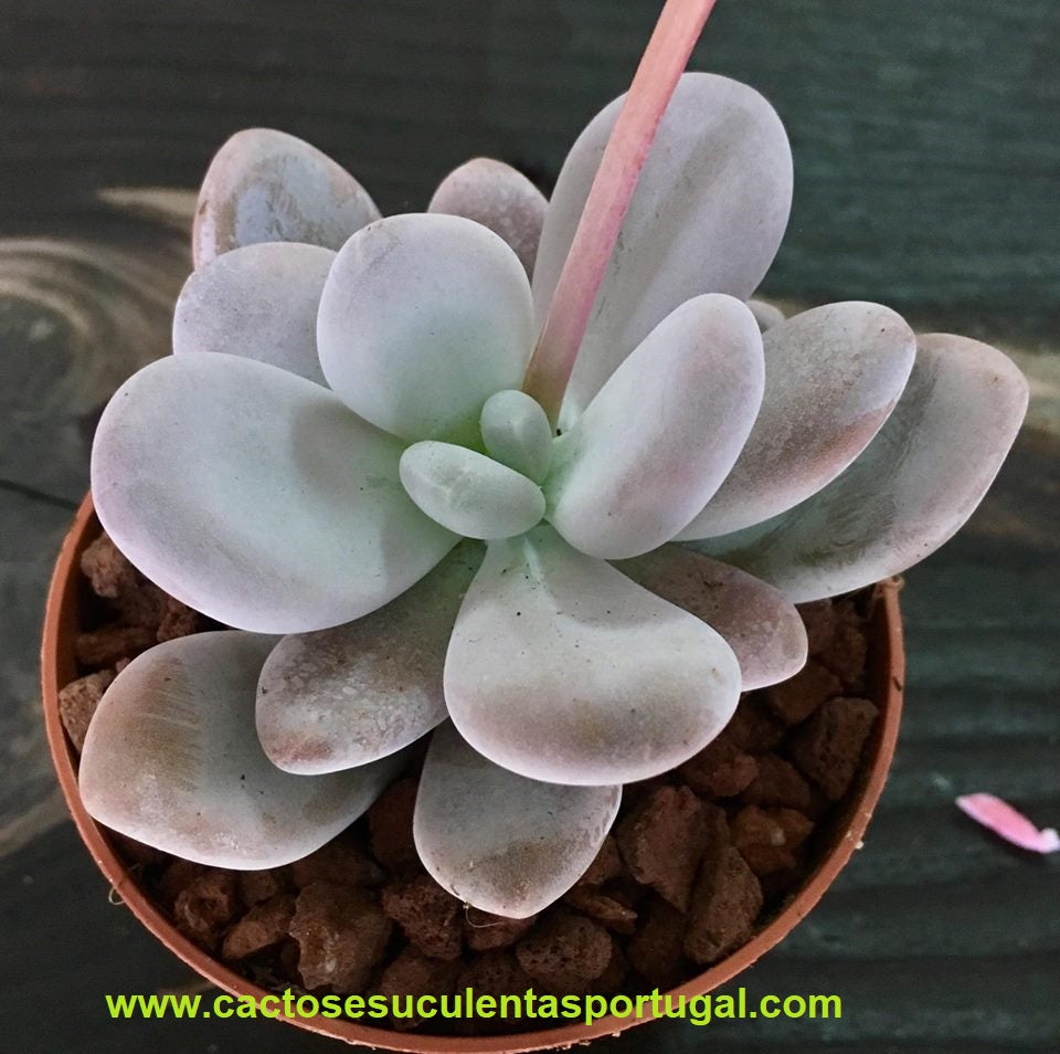 Pachyphytum oviferum