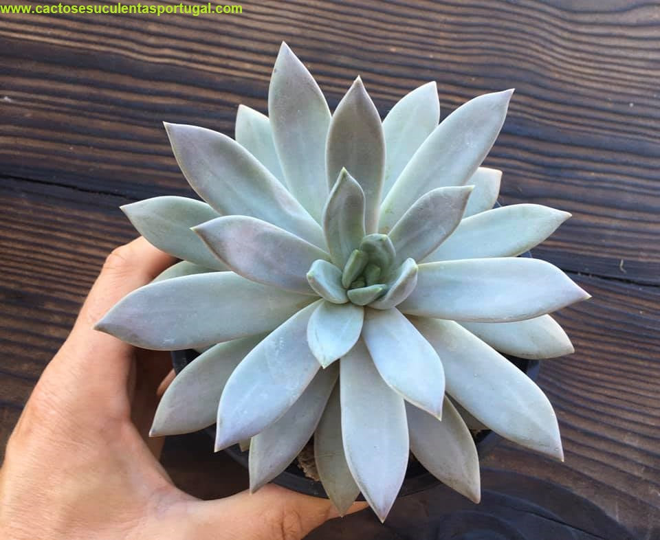 Pachyphytum compactum lilacina