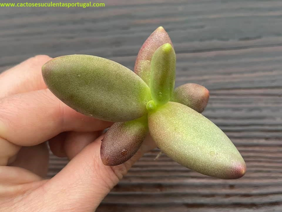 Pachyphytum fittkaui spp.