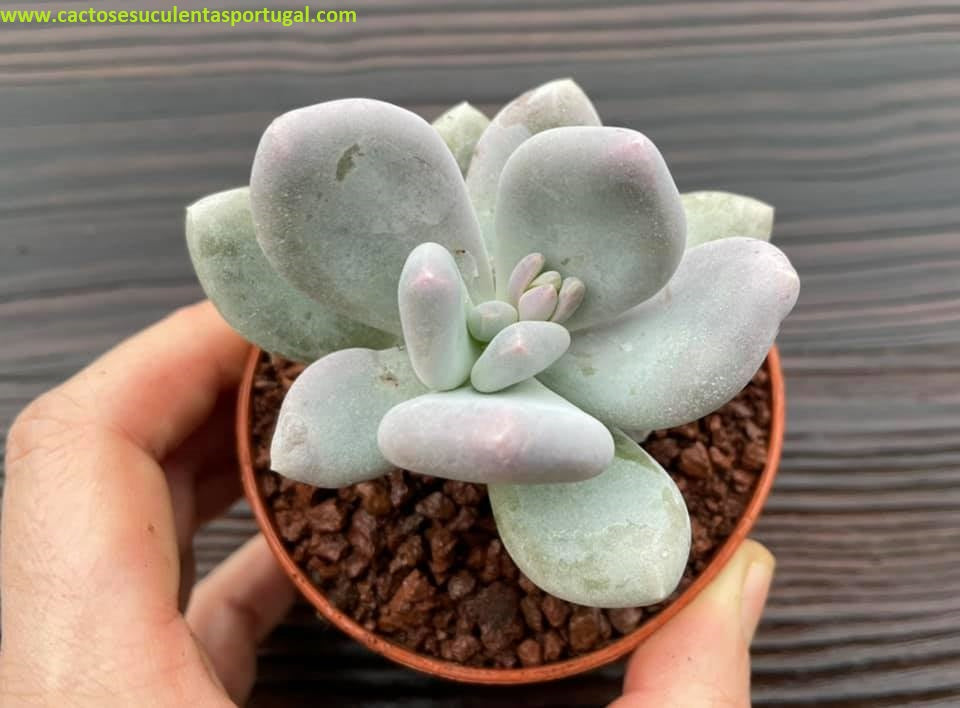 Pachyphytum glutinicaule