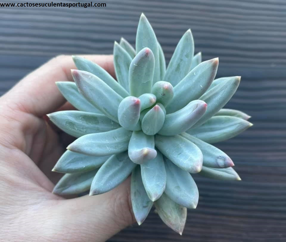 Pachyphytum hookeri