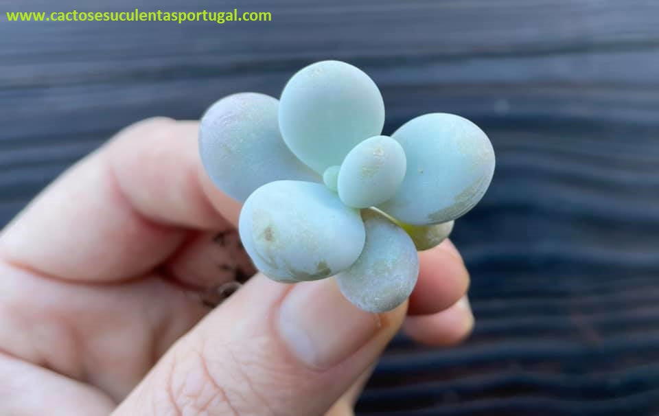 Pachyphytum oviferum 