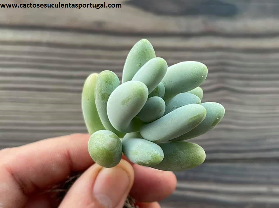  Pachyphytum oviferum x Sedeveria 'Harry'