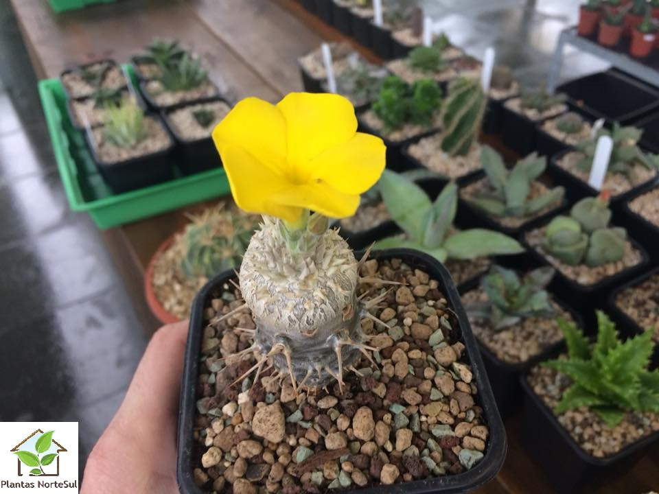 Pachypodium brevicaule