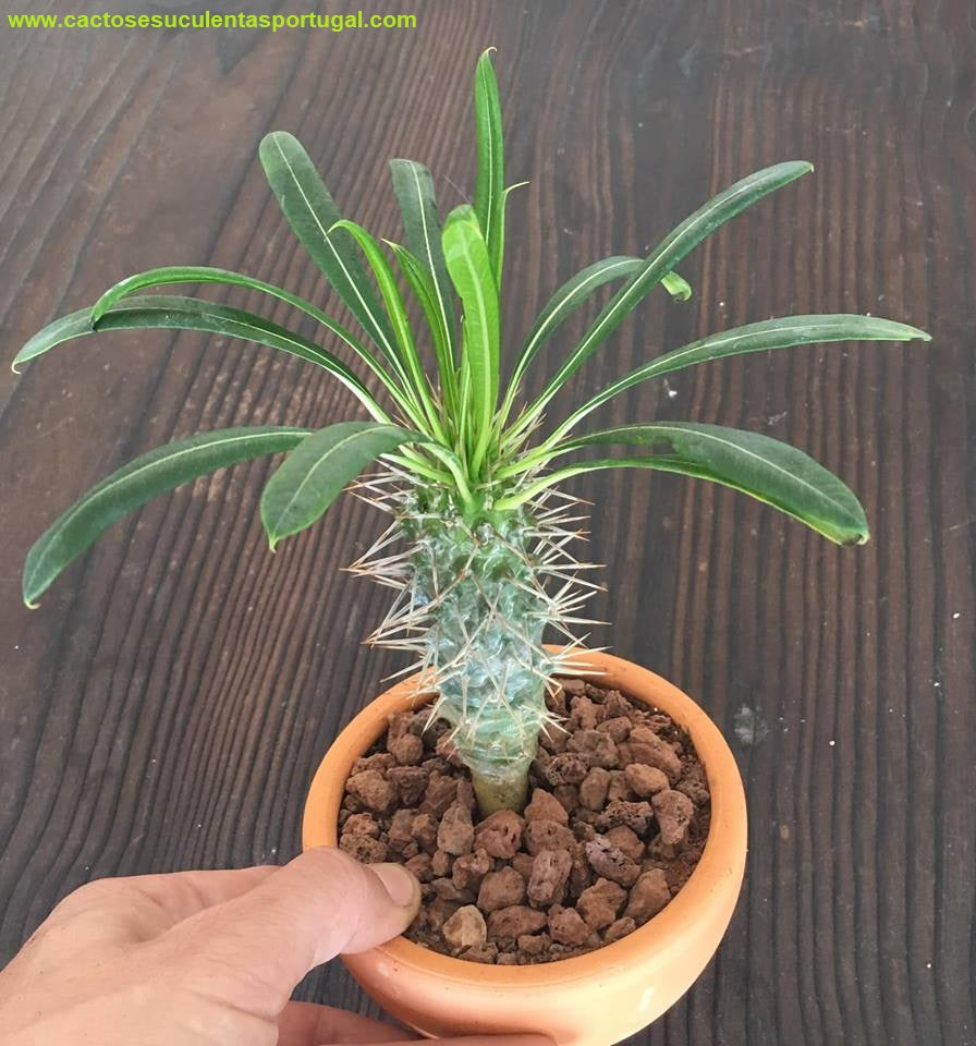 Pachypodium lamerei