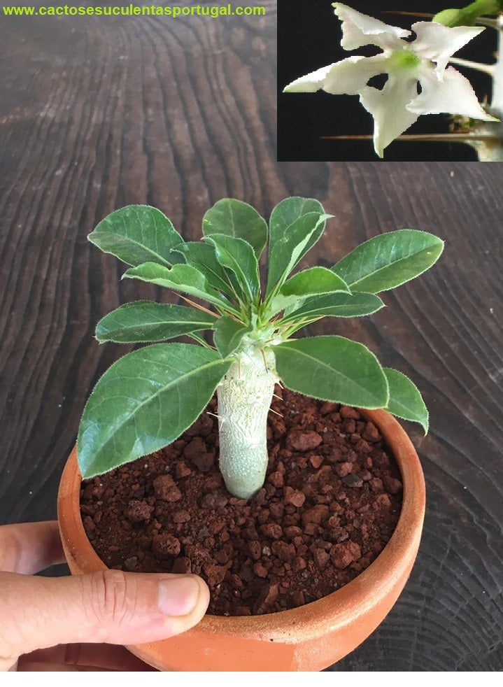 Pachypodium saundersii