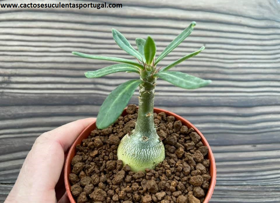 Pachypodium bispinosum