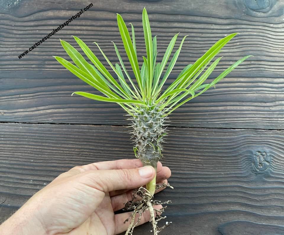 Pachypodium lamerei, palmeira de Madagascar