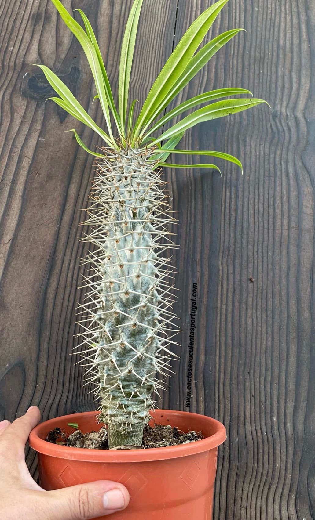 Pachypodium lamerei palmeira de Madagascar