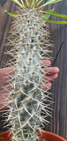 Pachypodium lamerei palmeira de Madagascar