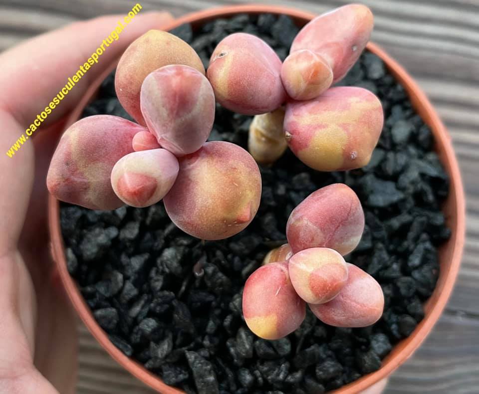 Pachysedum 'ganzhou' spp. variegata