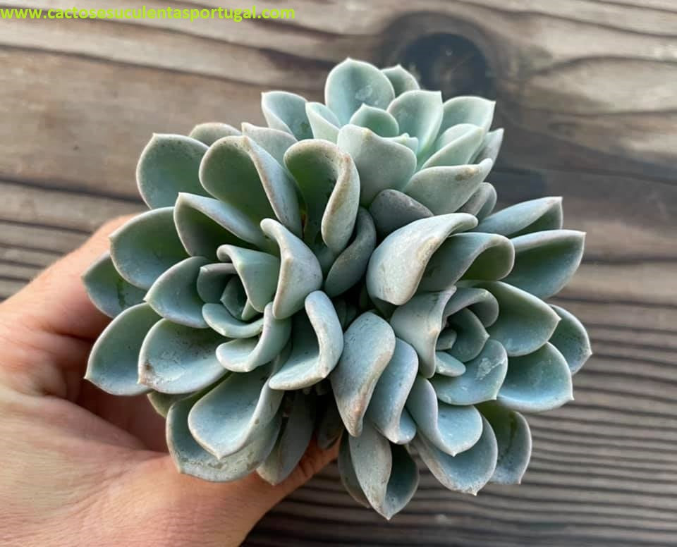 Pachyveria Orpet form. bouquet