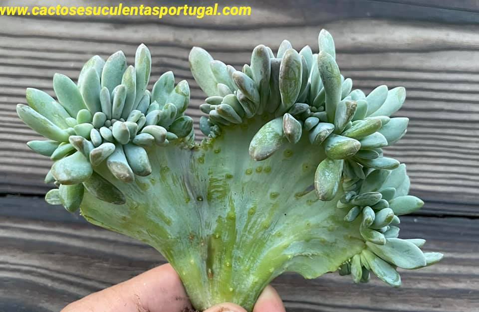 Pachyveria Scheideckeri form. cristata