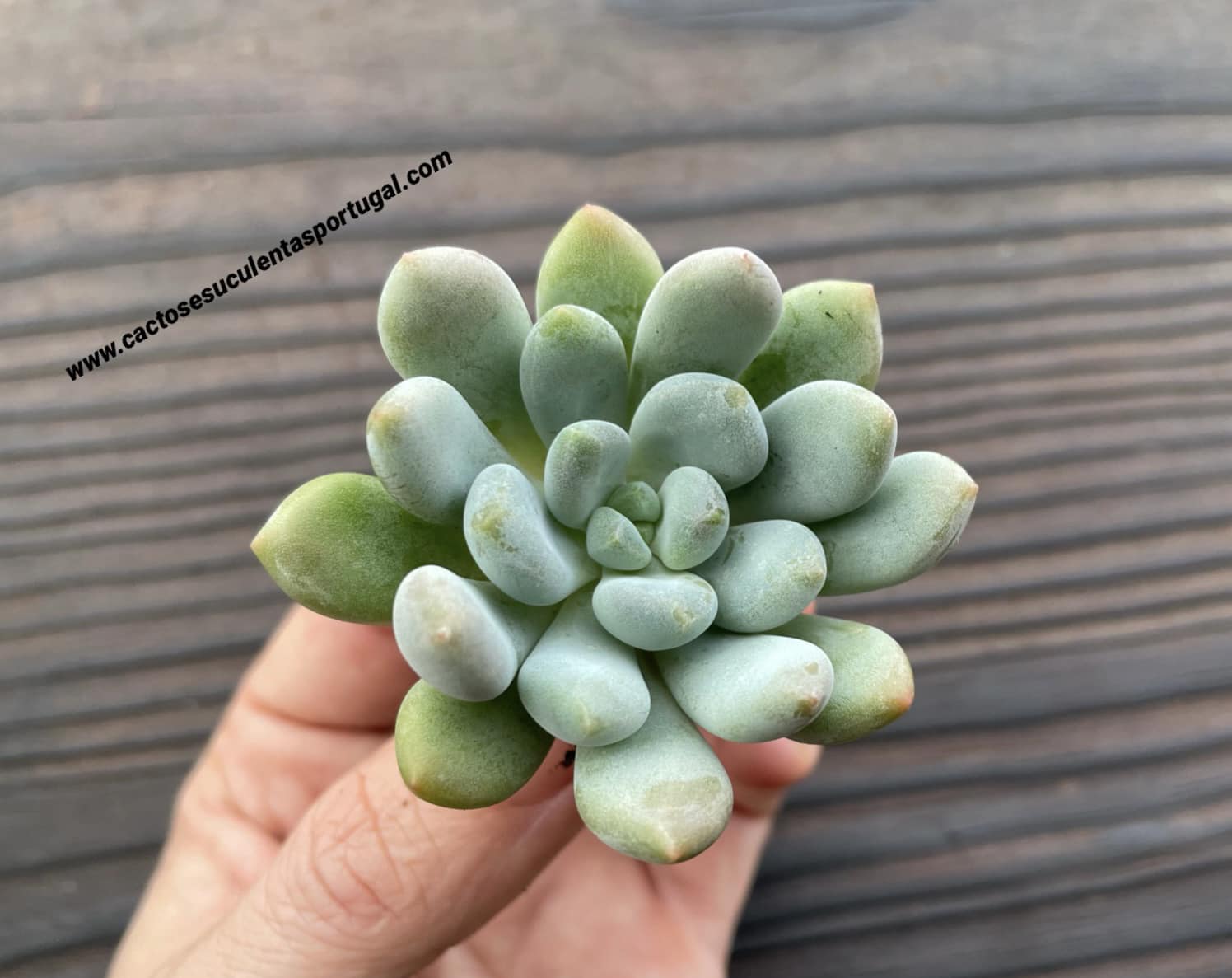 Pachyveria ‘Clavifolia’