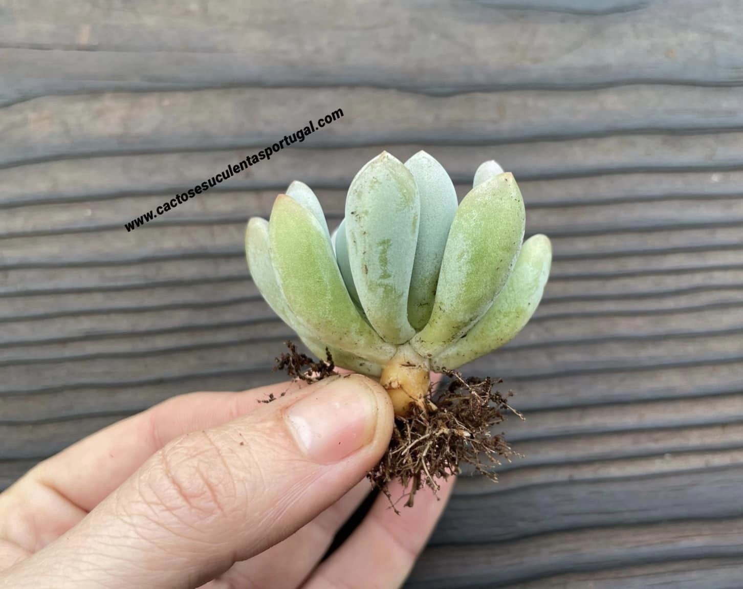 Pachyveria ‘Clavifolia’