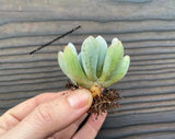Pachyveria ‘Clavifolia’