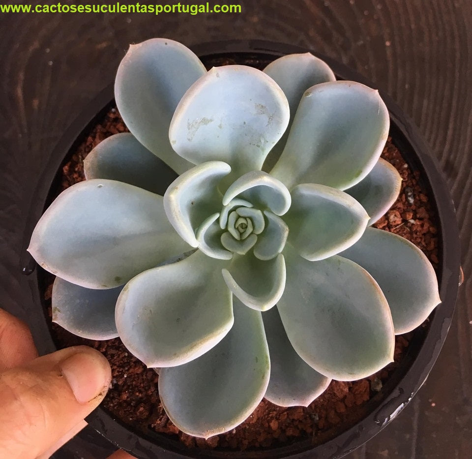 Pachyveria Orpet
