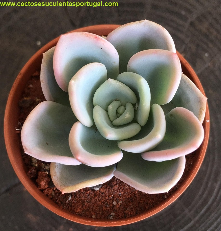 Pachyveria Orpet