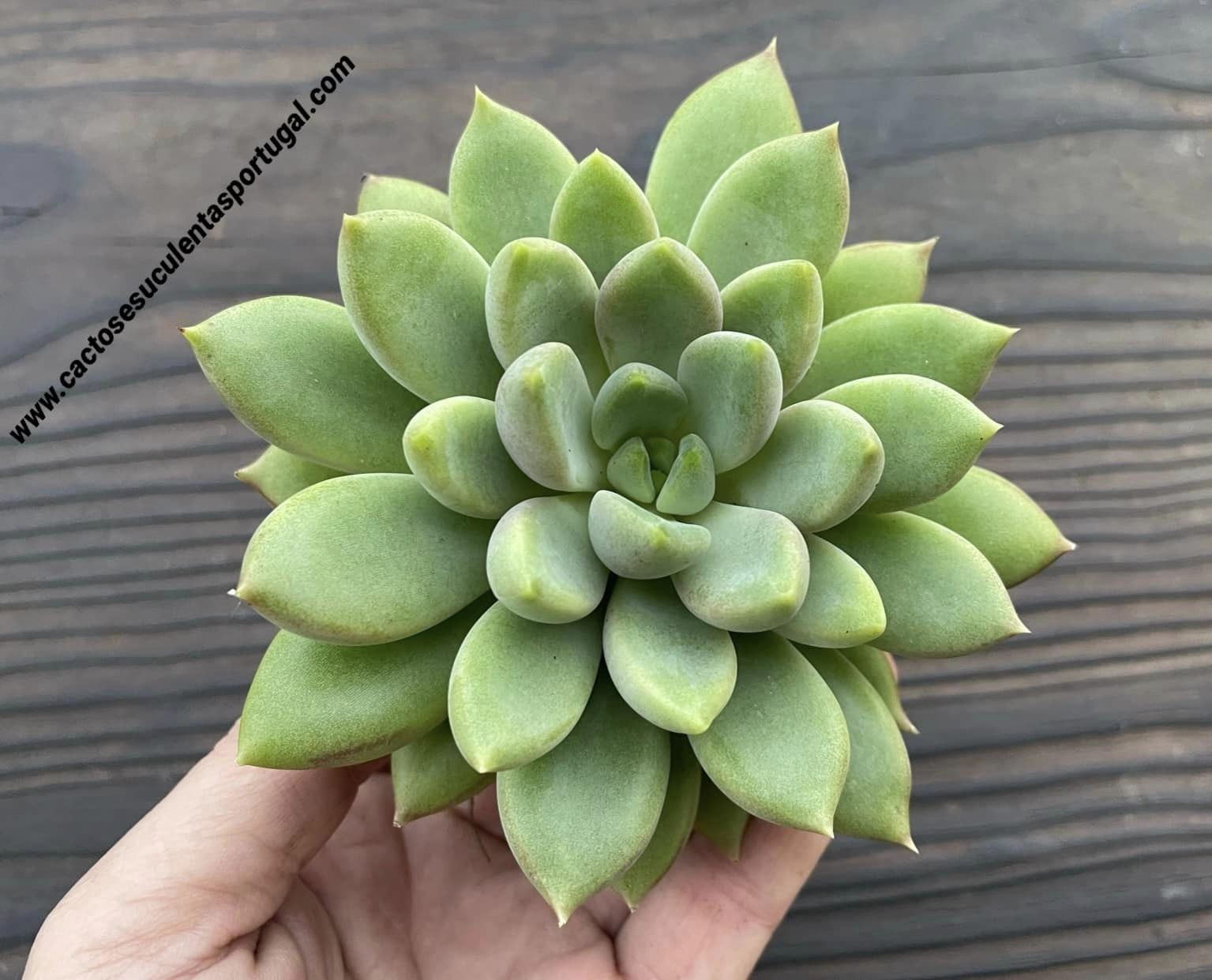 Pachyveria ‘Rough’