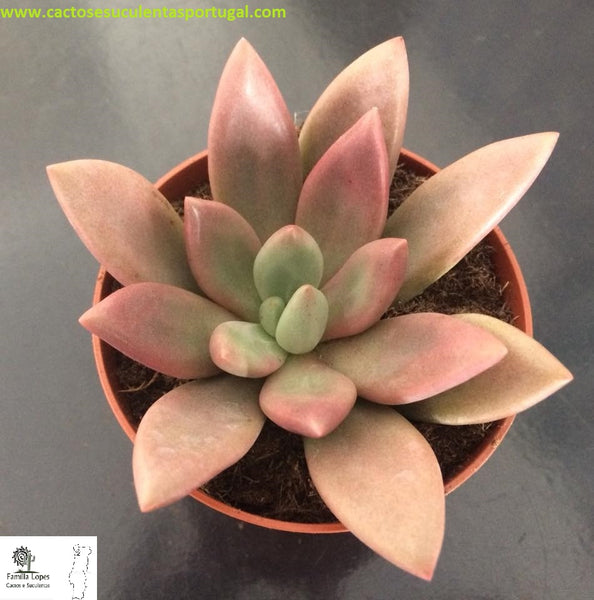 Pachyveria pink dowe / Pink Donna