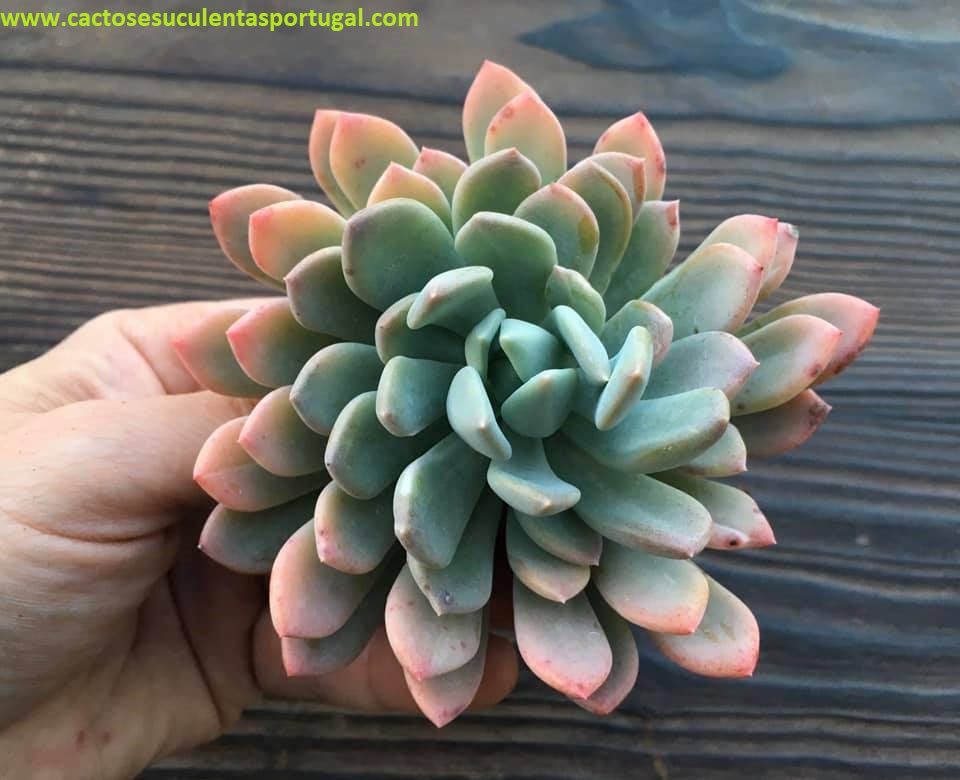 Pachyveria Scheideckeri