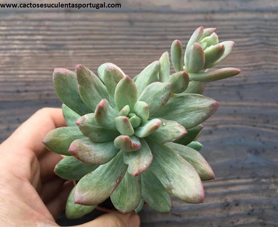 Pachyveria Scheideckeri Albocarinata