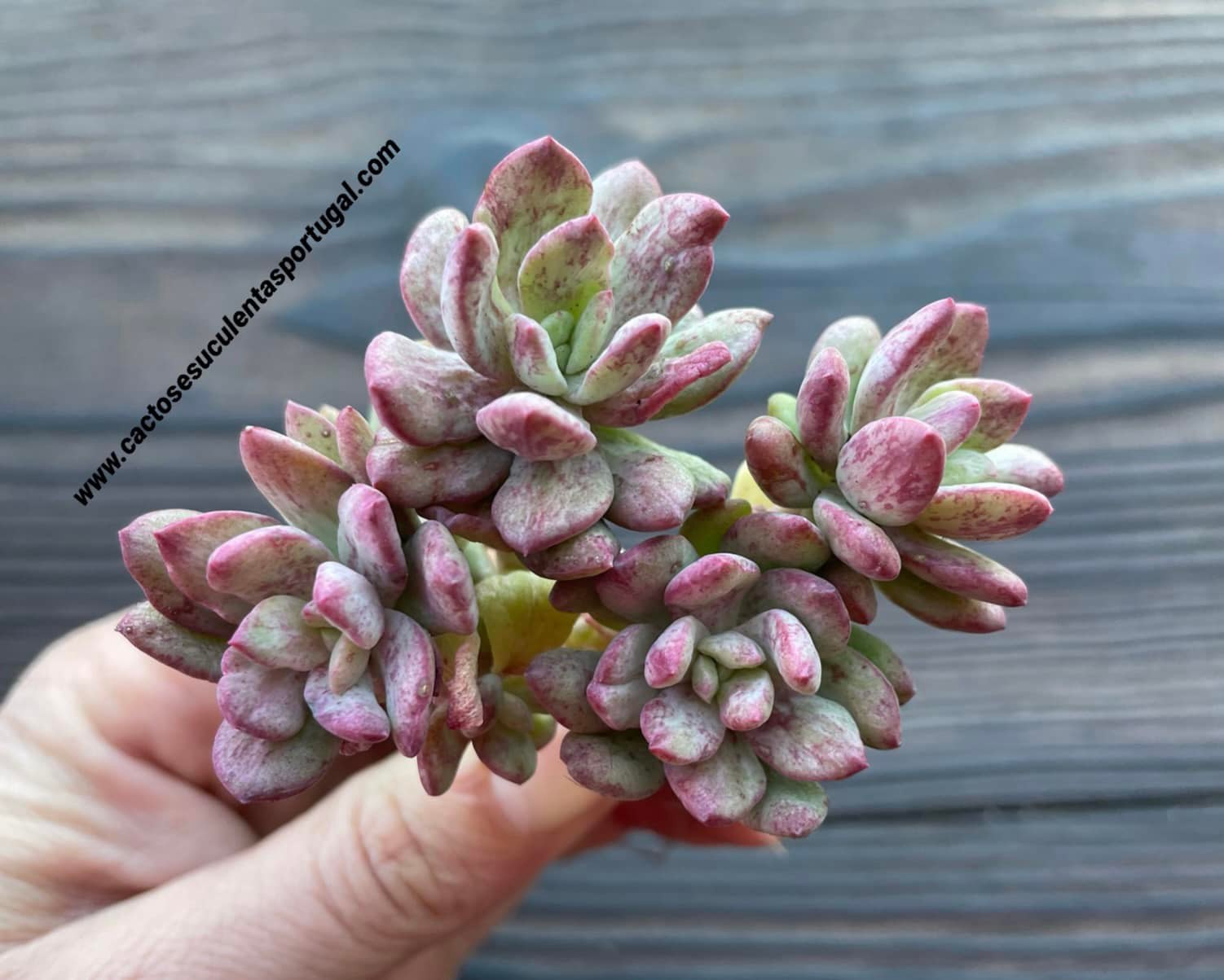 Pachyveria scheideckeri 'albocarinata' monstruosa, extra ramificada