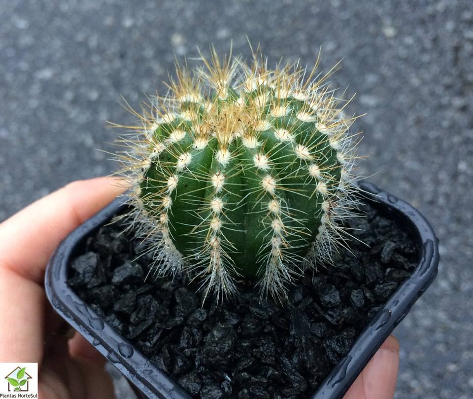 Eriocactus Magnifica