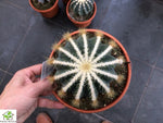 Eriocactus Magnifica
