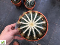 Eriocactus Magnifica