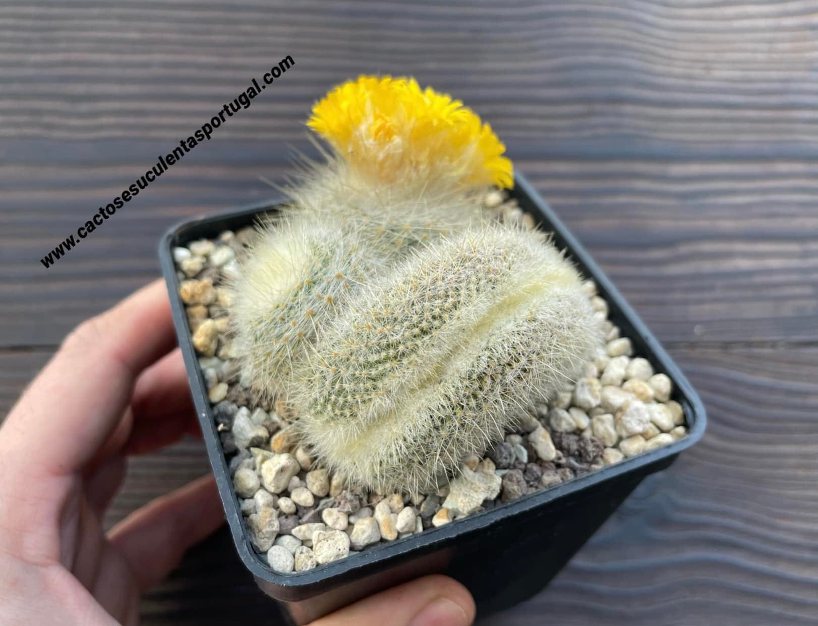 Parodia chrysacanthion form. cristata (Golden Powder Puff) Rare form.