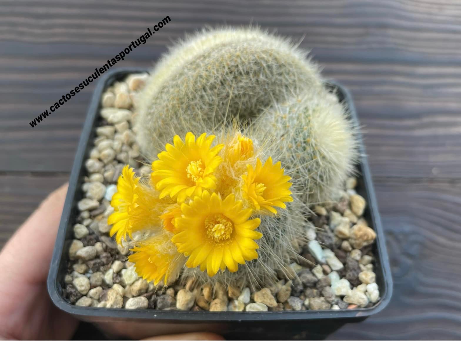 Parodia chrysacanthion form. cristata (Golden Powder Puff) Rare form.