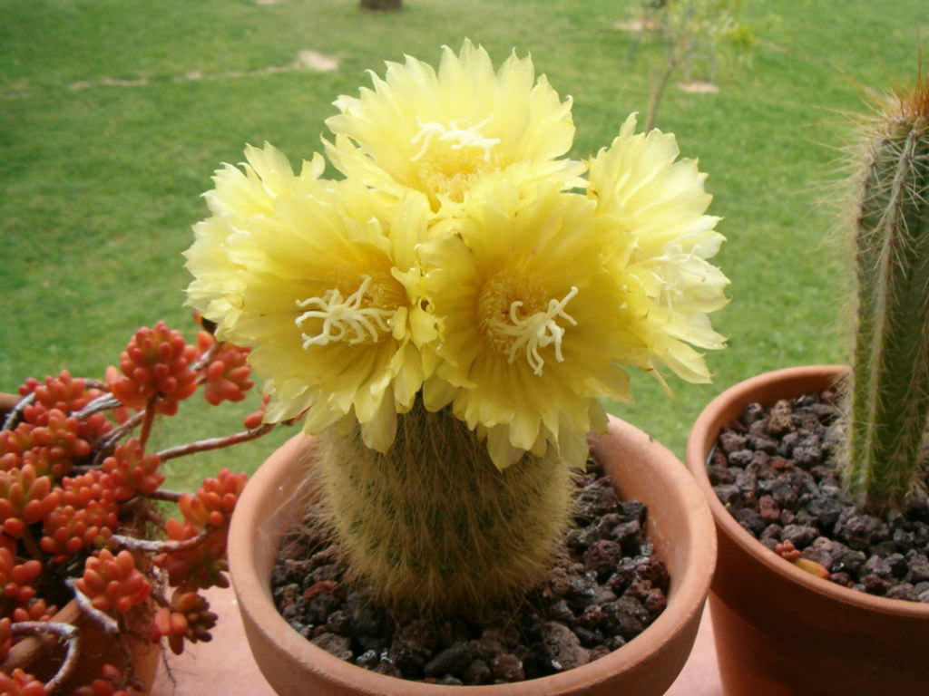Parodia leninghausii (Yellow Tower)