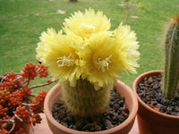 Parodia leninghausii (Yellow Tower)