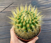 Parodia penicillata