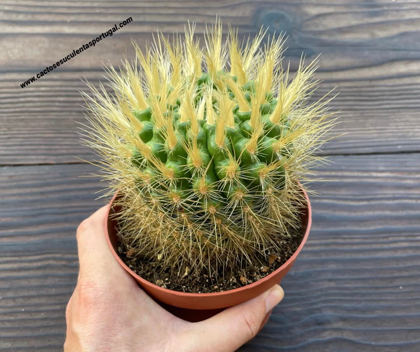 Parodia penicillata