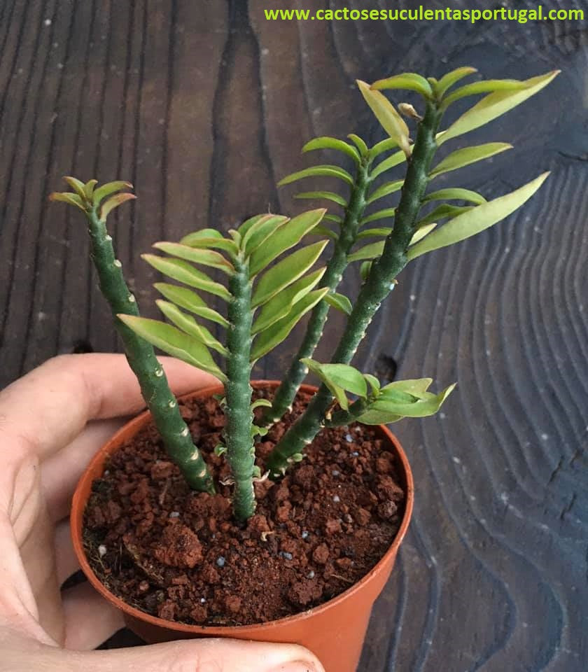 Pedilanthus tithymaloides