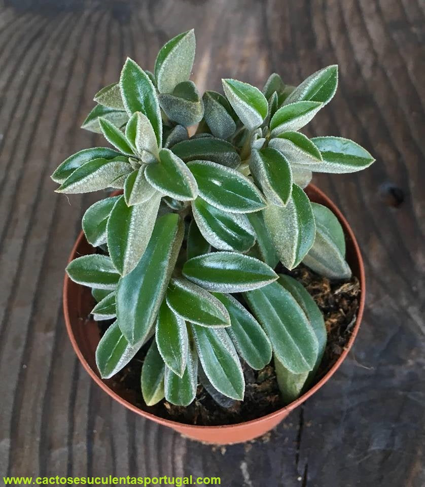 Peperomia asperula