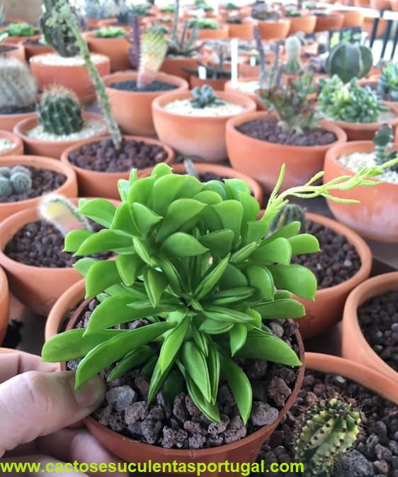 Peperomia ferreyrae