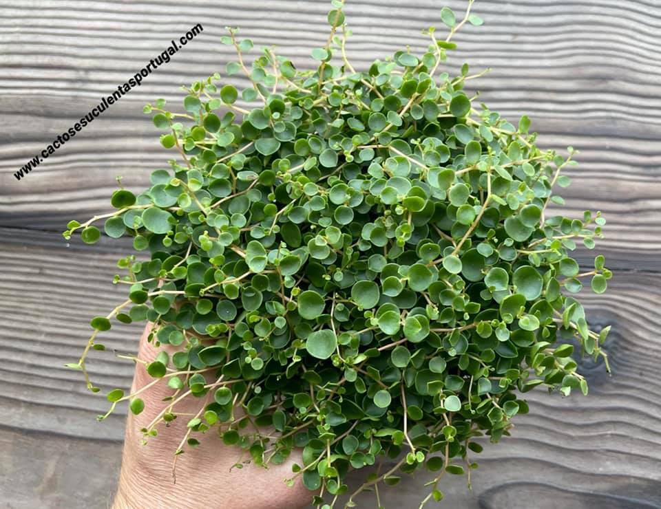 Peperomia bangroana