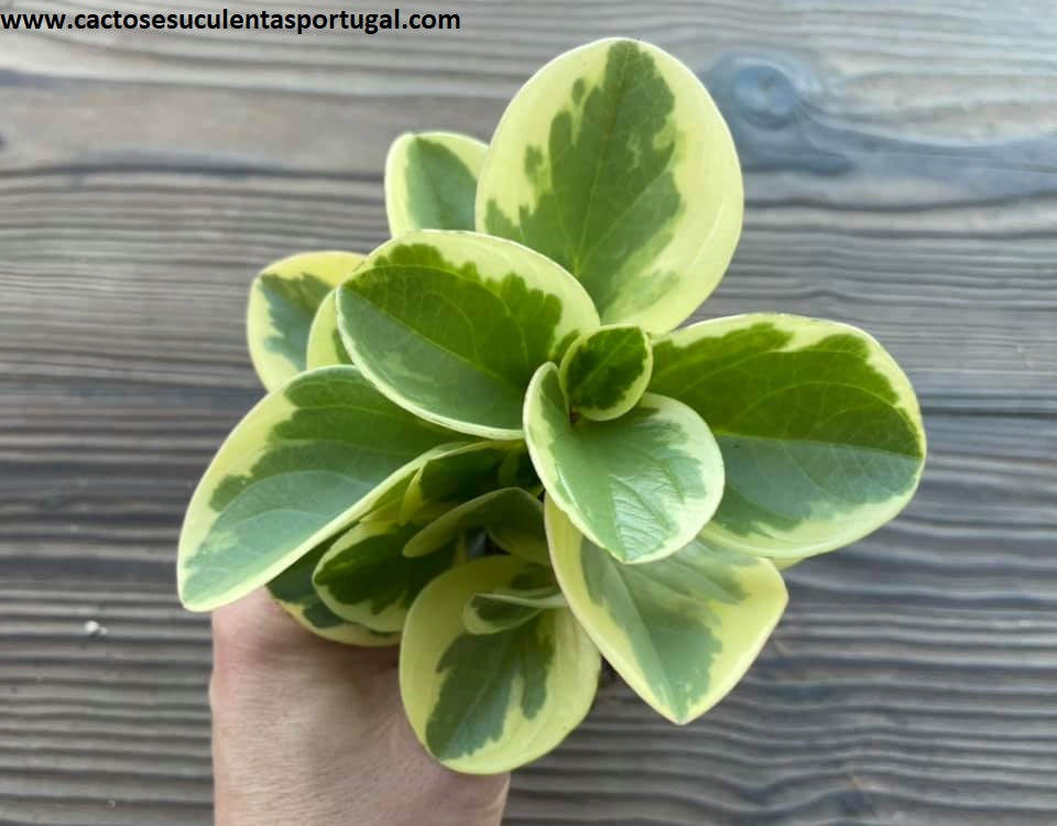 Peperomia obtusifolia form. variegata