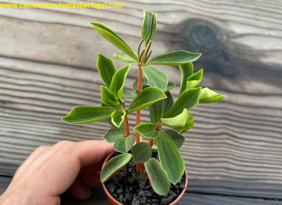Peperomia rubella
