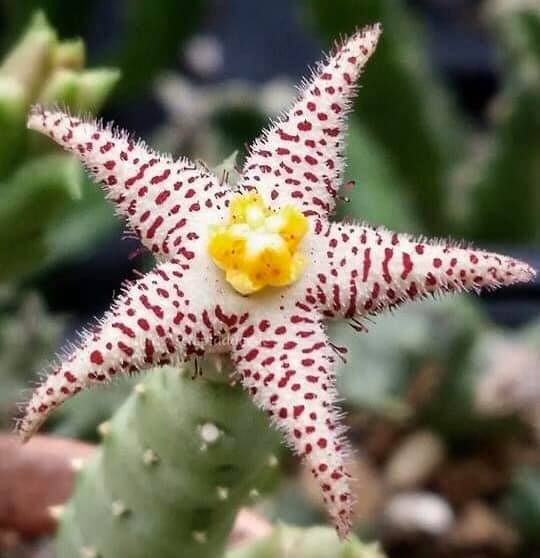 Piaranthus Comptus 
