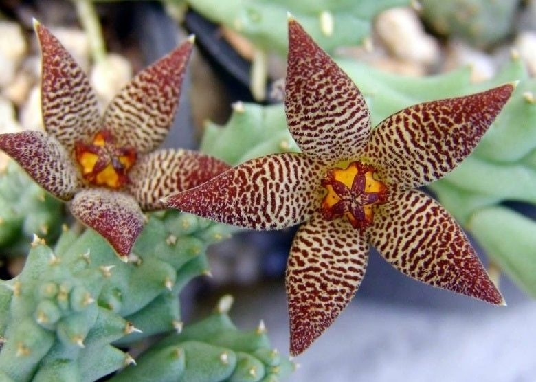 Piaranthus disparilis