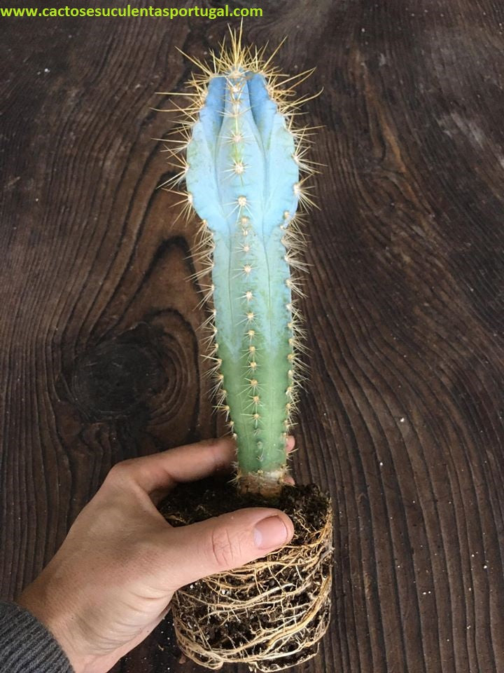 Pilosocereus pachycladus